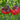 12 Scotsdale Road Tomato, 5 Seeds