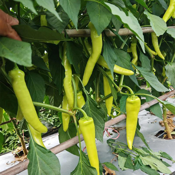 Guangxi White Jade Chili, 120 Seeds