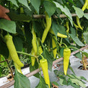 Guangxi White Jade Chili, 120 Seeds