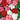 Salsa Mix Impatiens Walleriana, 5 Seeds
