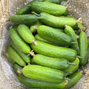 'Cuimei 188' Mini Cucumber, 100 Seeds