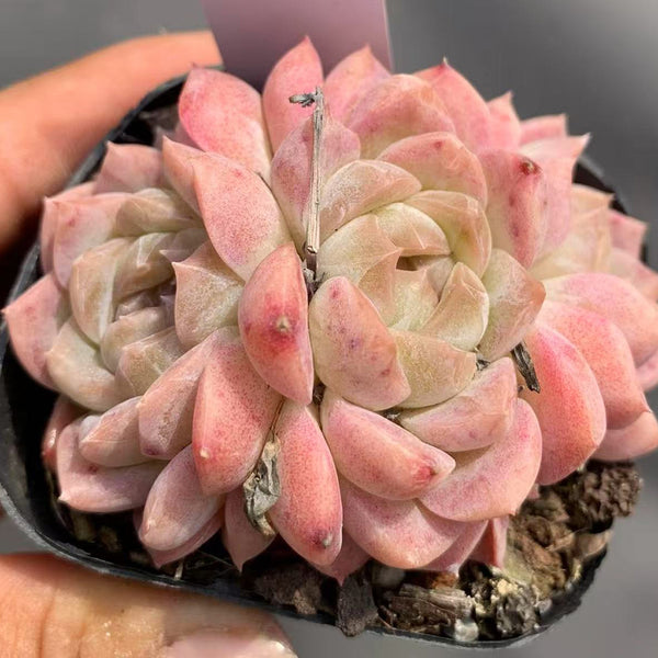 Echeveria 'Peach Pride'‌, 2pcs x 1-head