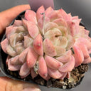 Echeveria 'Peach Pride'‌, 2pcs x 1-head