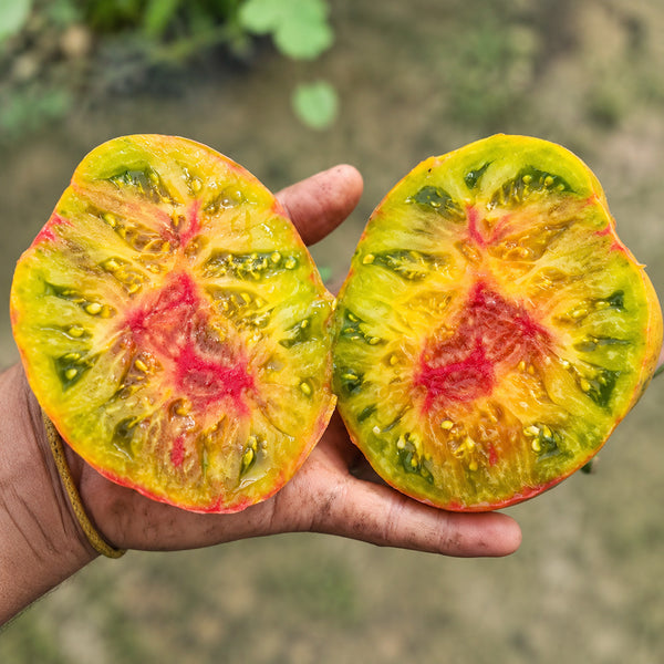 40 Green Ember Tomato, 5 Seeds