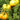Golden Mango Tomato, 10 Seeds