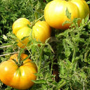 Golden Mango Tomato, 10 Seeds