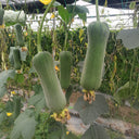 Yucui Sponge Gourd, 10 Seeds