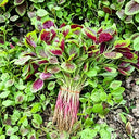 Large Round Leaf Red Amaranth Seeds, 20g