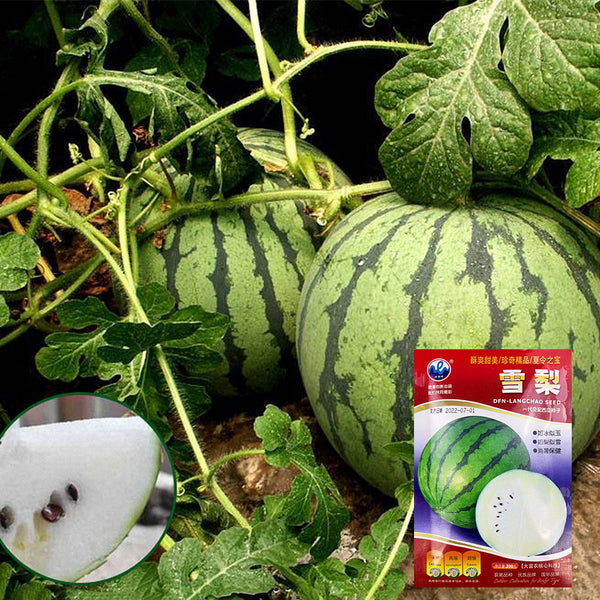 Snow Pear White Watermelon Seeds, 10g