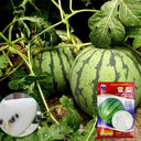 Snow Pear White Watermelon Seeds, 10g