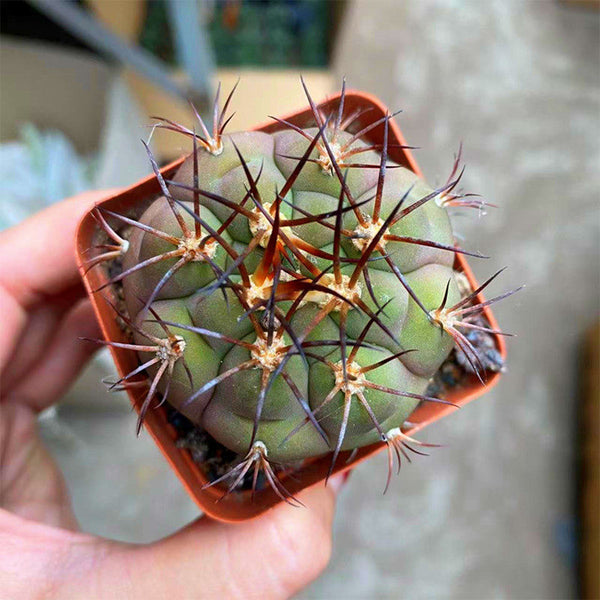 Gymnocalycium pflanzii var. albipulpa, 4-5cm