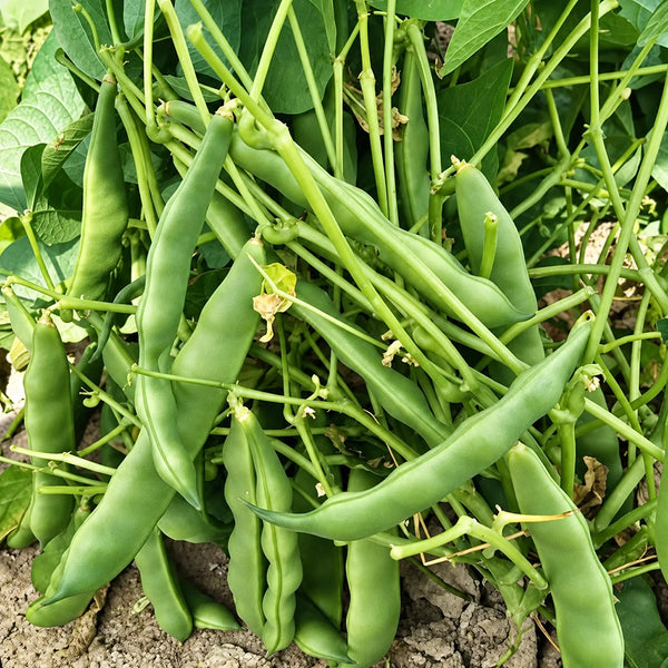 W1365 Early Bush Chinese Oil Bean, 50 Grams ≈ 70 Seeds