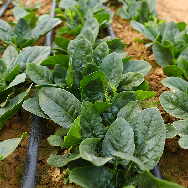 Shengdanbo 3108 Prostrate Spinach Seeds, 20g
