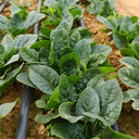 Shengdanbo 3108 Prostrate Spinach Seeds, 20g