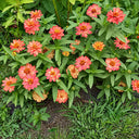 W1339 Profusion Double Deep Salmon Zinnia, 5 Seeds