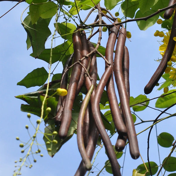 Golden Shower Tree, 10 Seeds