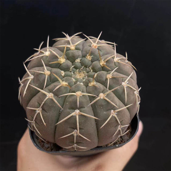 Gymnocalycium stellatum var. paucispinum, 3-4cm