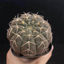 Gymnocalycium stellatum var. paucispinum, 3-4cm