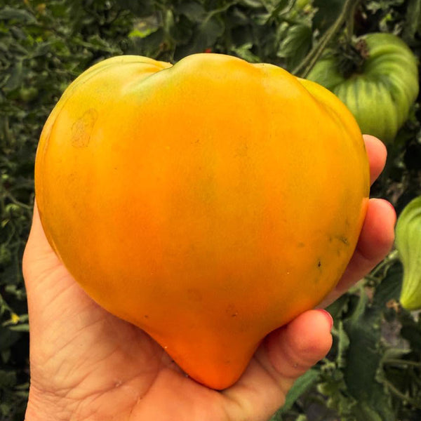'Lyuba's Heart' Tomato Seeds, 5 Seeds