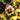 Viola × wittrockiana 'Lemon Berry Ruffle', 10 Seeds