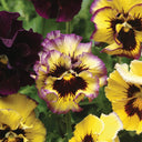 Viola × wittrockiana 'Lemon Berry Ruffle', 10 Seeds