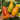 1080 Sunrise Tomato, 5 Seeds