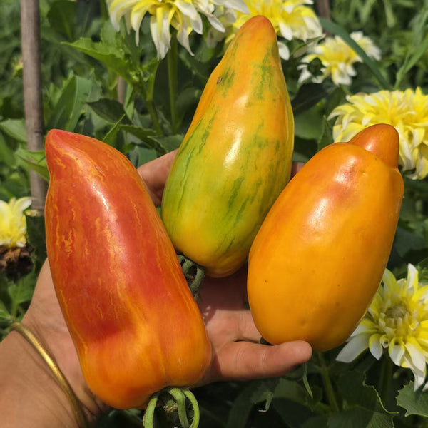 1080 Sunrise Tomato, 5 Seeds