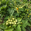1151 Bunny Kisses Micro Dwarf Tomato, 5 Seeds