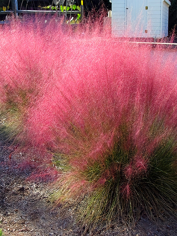 Pink Muhly Grass