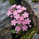 Pink Alpine Forget-Me-Not Seeds, 600 Seeds