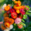 He Zhi Chun Strawflower Seeds, 1g