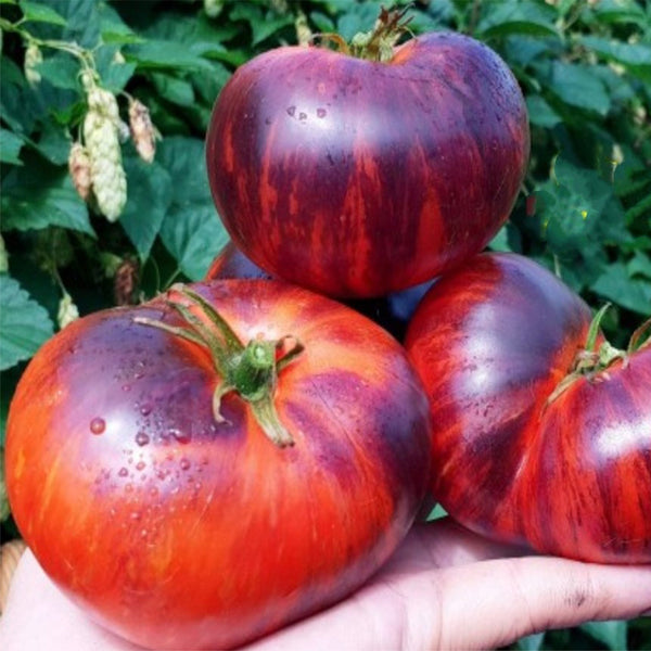 Valentina's Ruby Secret Tomato, 5 Seeds