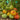 Northern Lights Tomato Seeds, 5 Seeds