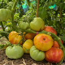 Northern Lights Tomato Seeds, 5 Seeds