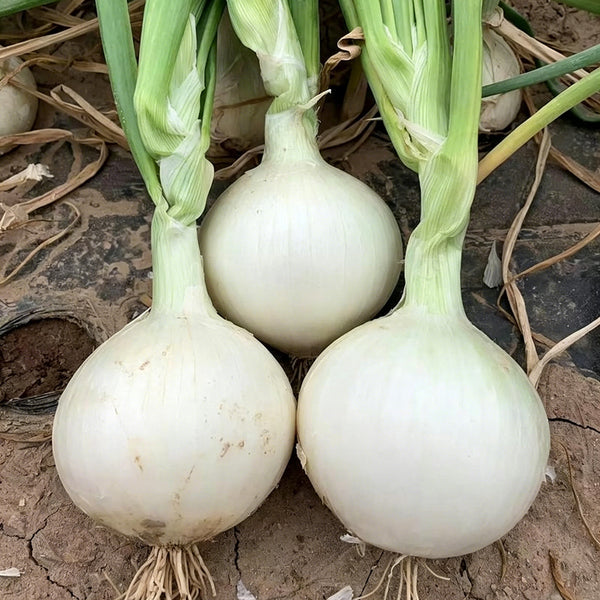 White Bulb Onion Seeds, 10 Grams = 2500~ 3000 Seeds