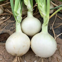 White Bulb Onion Seeds, 10 Grams = 2500~ 3000 Seeds