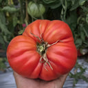 866 Cygnus Giant Tomato, 5 Seeds
