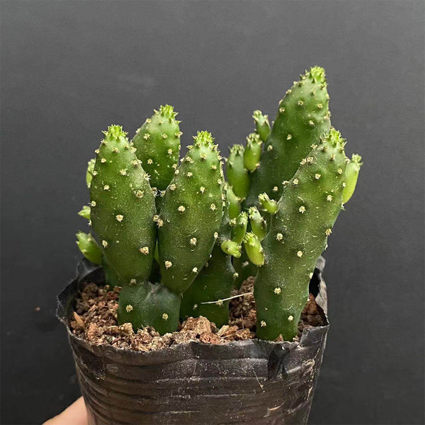 3Pcs Cylindropuntia leptocaulis, 3-4cm