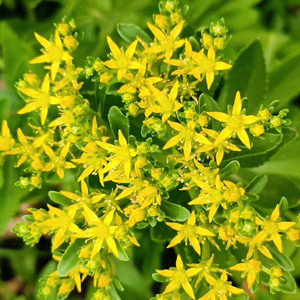 Sedum aizoon, 200 Seeds
