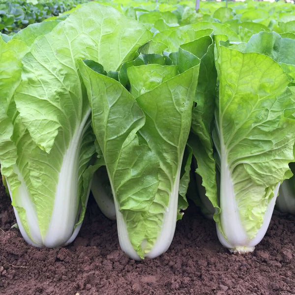 Fast Growing Pak Choi Seeds, 10g