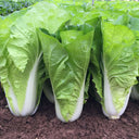 Fast Growing Pak Choi Seeds, 10g