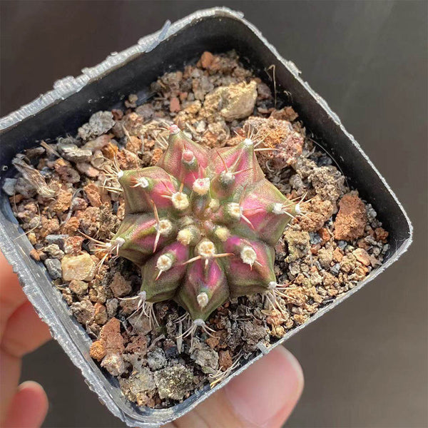 Gymnocalycium mihanovichii 'T-lux' Hybrid, 3cm