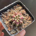 Gymnocalycium mihanovichii 'T-lux' Hybrid, 3cm
