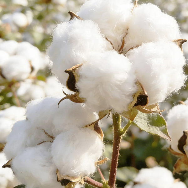 Baimian No.1 Cotton, 50 Seeds