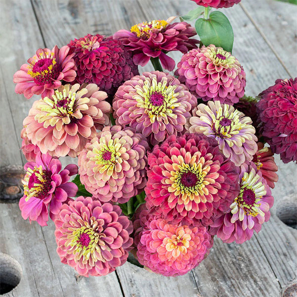 Zinnia elegans 'Queeny Lime Red', 5 Seeds