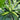 'Wansheng Chunqiubao' Zucchini Seeds, 10g