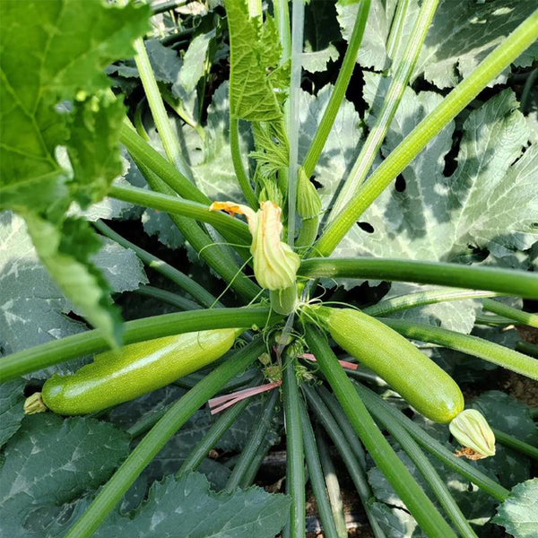 'Wansheng Chunqiubao' Zucchini Seeds, 10g