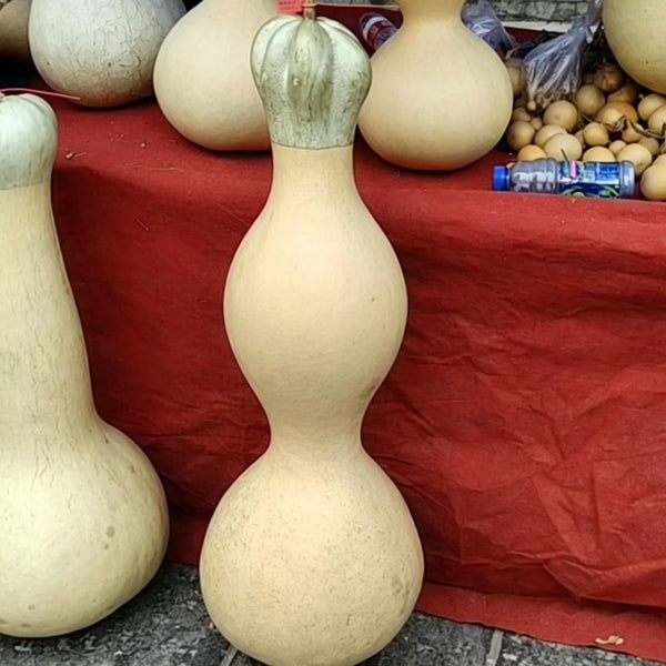 Slender-waisted lotus-head gourd, 5 Seeds