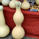 Slender-waisted lotus-head gourd, 5 Seeds