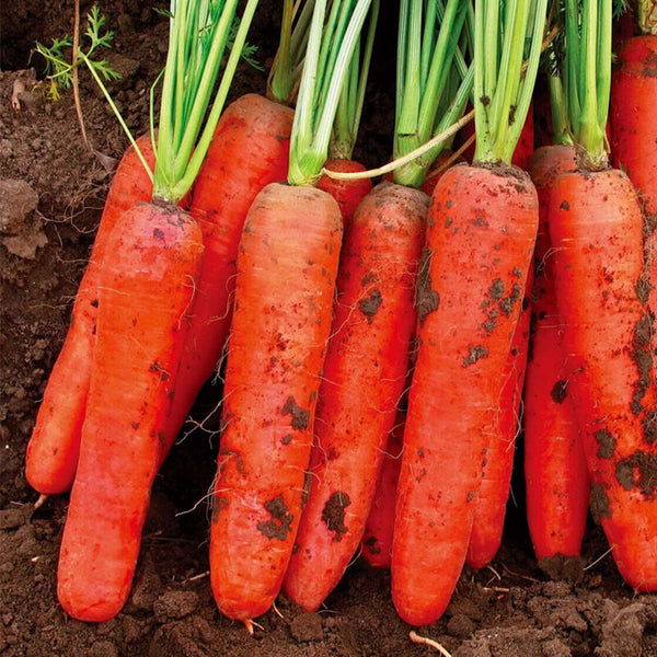 Five-Inch Ginseng Carrot Seeds, 10g
